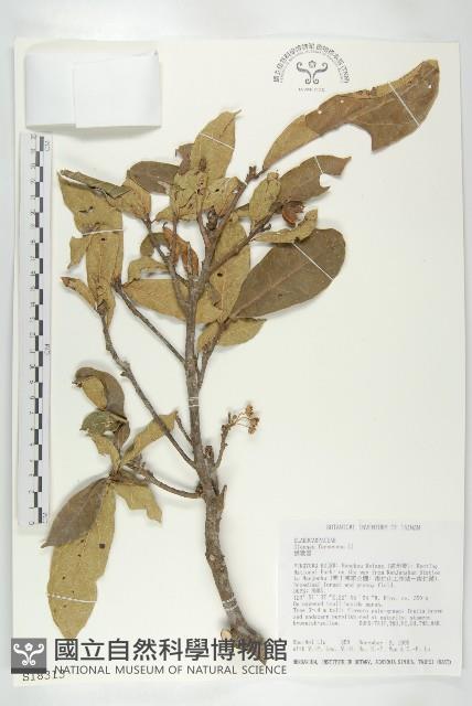 猴歡喜藏品圖，第1張