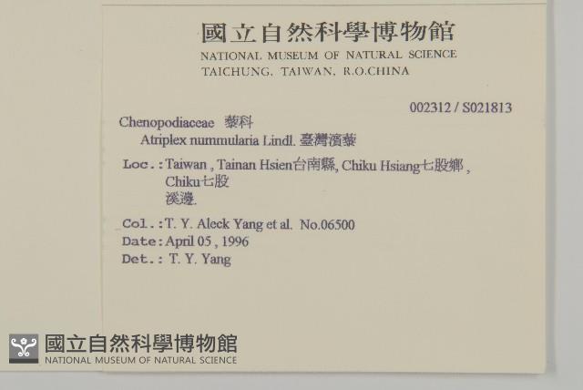 臺灣濱藜藏品圖，第2張