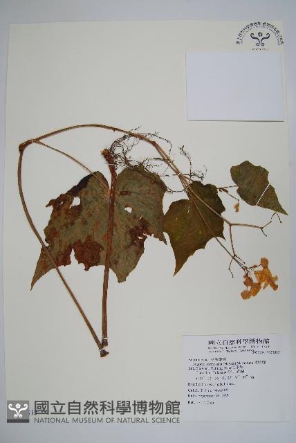 水鴨腳藏品圖，第1張