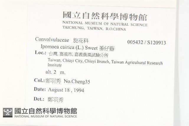 番仔藤藏品圖，第2張