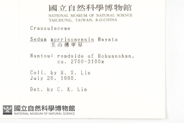 玉山佛甲草藏品圖，第2張