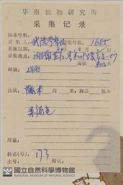 南蛇藤藏品圖，第2張