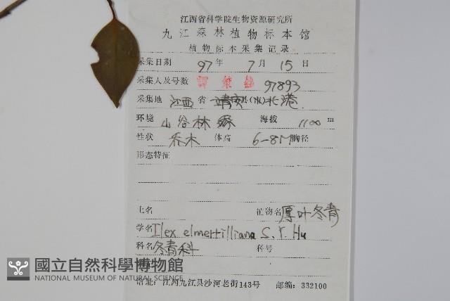 厚葉冬青藏品圖，第2張