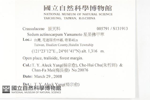 星果佛甲草藏品圖，第2張