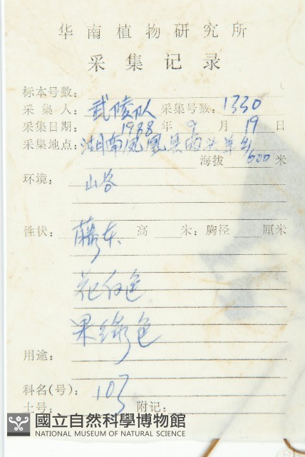 鈕子瓜藏品圖，第2張