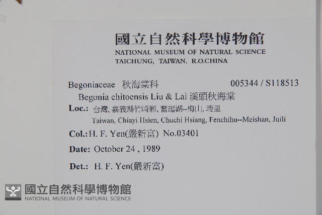 溪頭秋海棠藏品圖，第2張