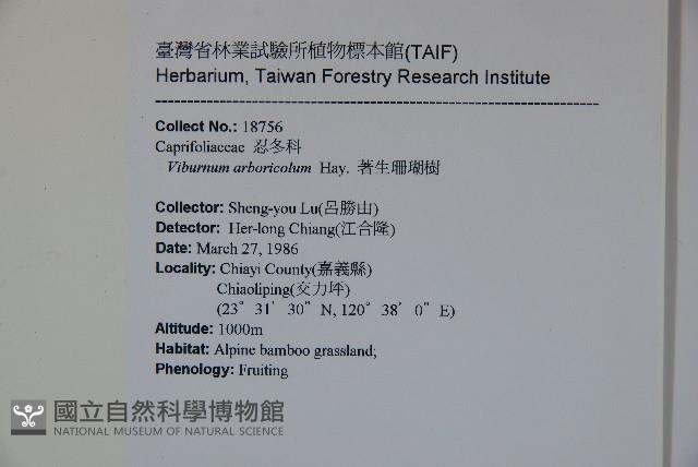 著生珊瑚樹藏品圖，第2張