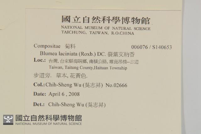 裂葉艾納香藏品圖，第2張