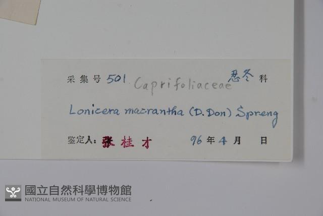 大花忍冬藏品圖，第2張