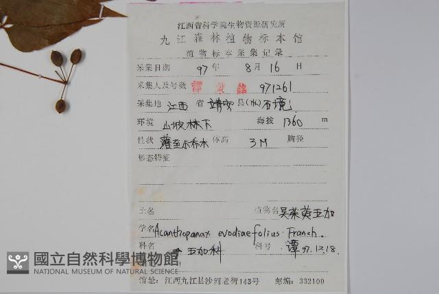 吳茱萸五加藏品圖，第2張