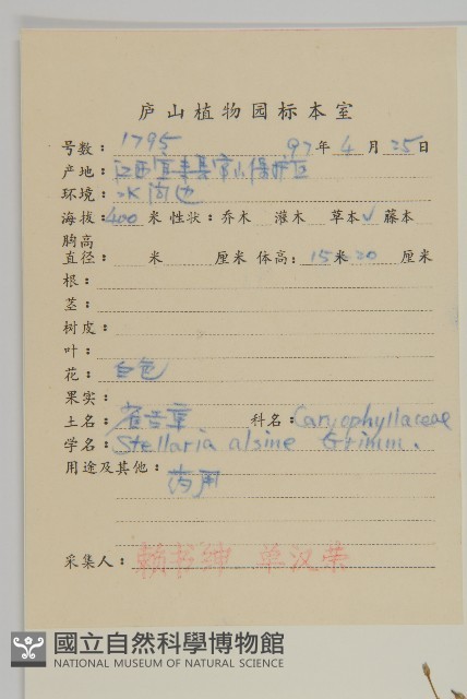 雀舌草藏品圖，第2張