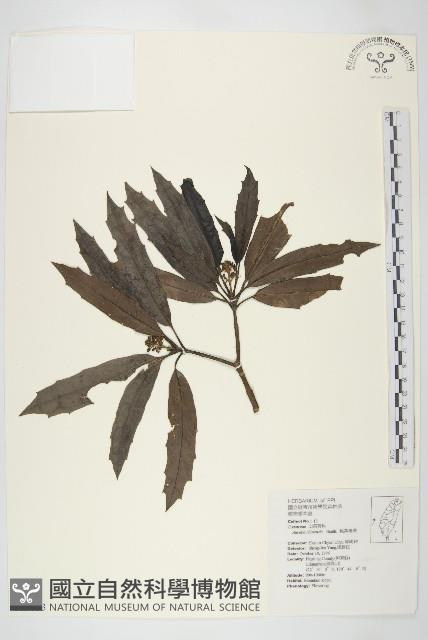 桃葉珊瑚藏品圖，第1張