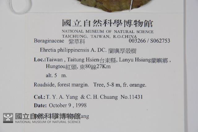 蘭嶼厚殼樹藏品圖，第2張