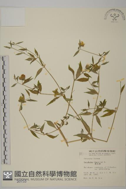 狗筋蔓藏品圖，第1張