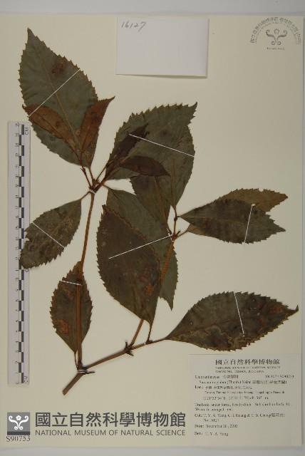 草珊瑚、紅果金粟蘭藏品圖，第1張