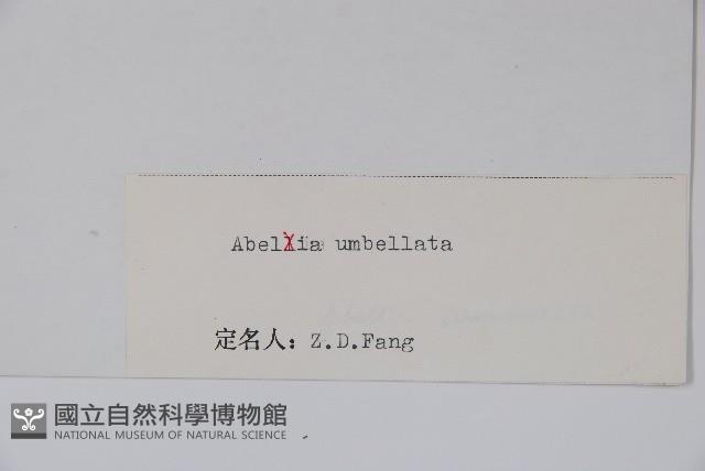 傘花六道木藏品圖，第2張