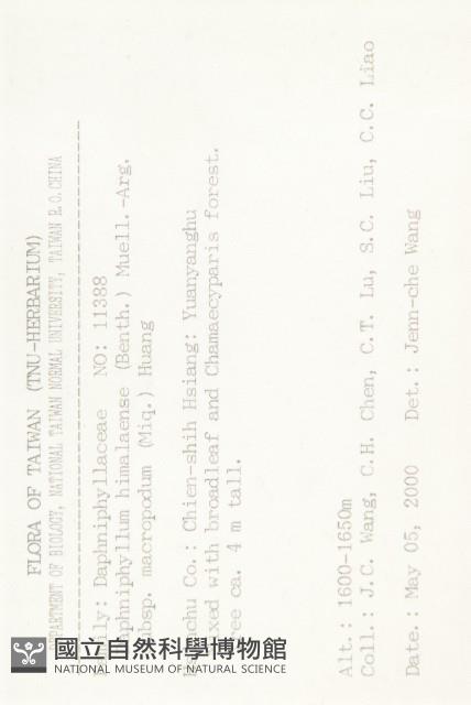 薄葉虎皮楠藏品圖，第2張