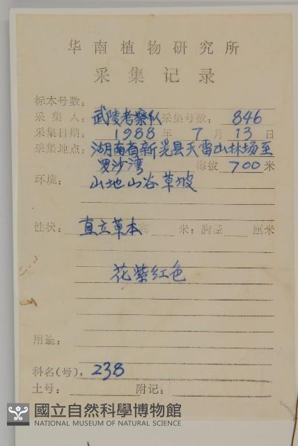 小葉一點紅藏品圖，第2張