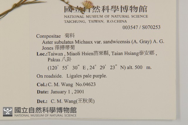 澤掃帚菊藏品圖，第2張