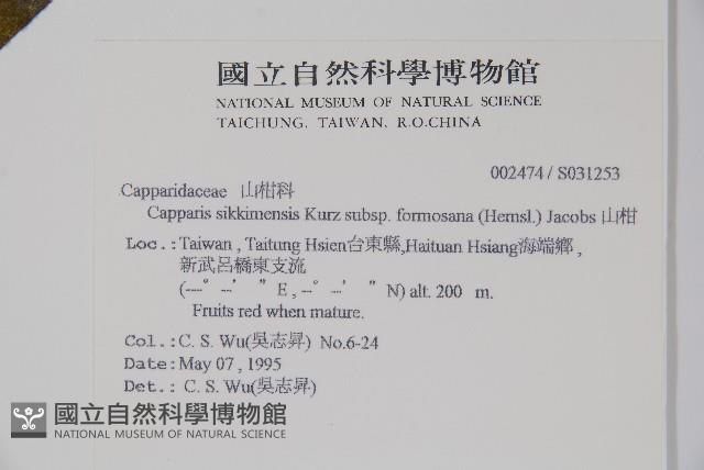 山柑、臺灣山柑藏品圖，第2張