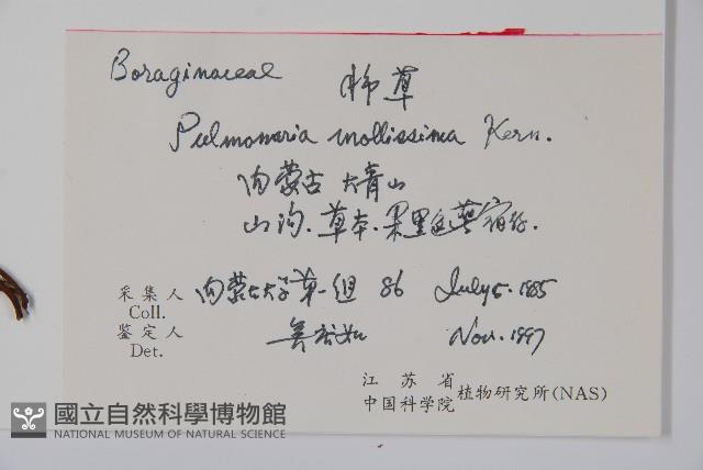 腺毛肺草藏品圖，第2張