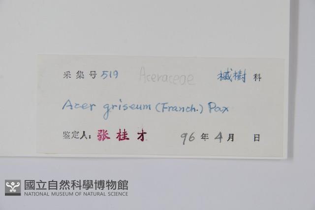 血皮槭藏品圖，第2張