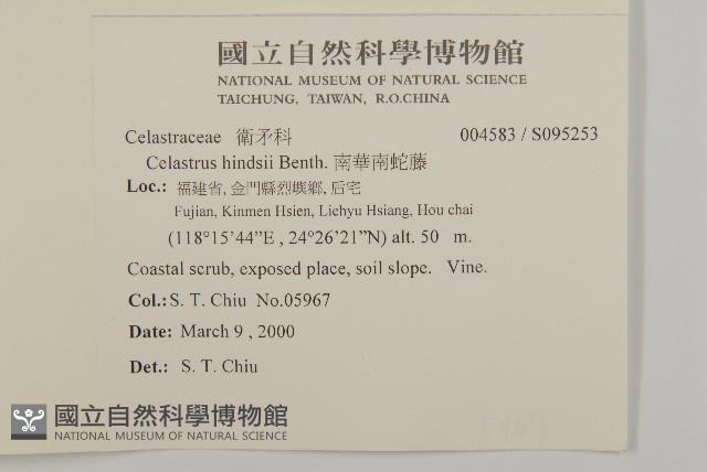 南華南蛇藤，青江藤藏品圖，第2張