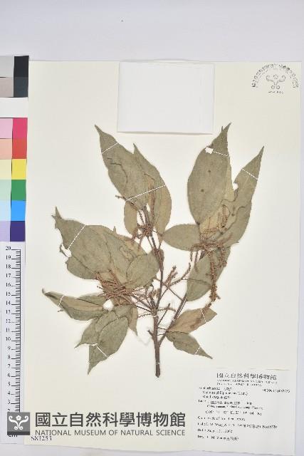 粗糠柴藏品圖，第1張