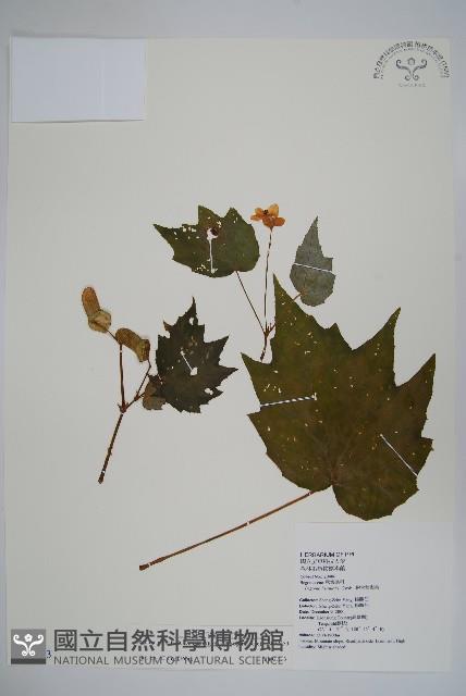 裂葉秋海棠藏品圖，第1張