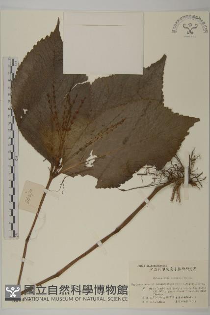 臺灣及己藏品圖，第1張