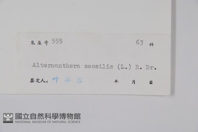 蓮子草藏品圖，第2張