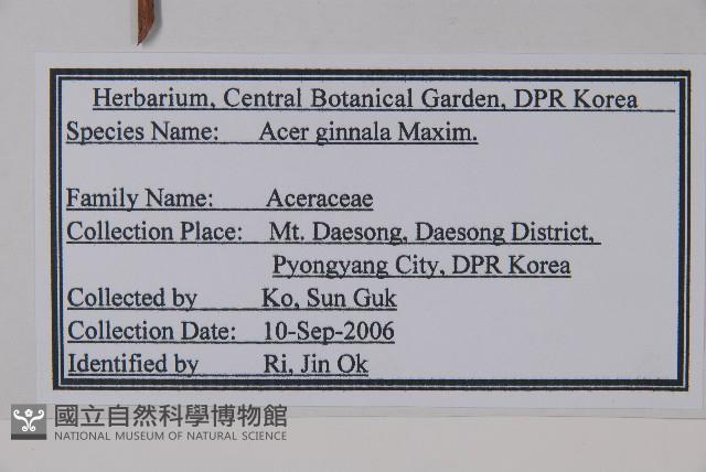 華北茶條槭藏品圖，第2張