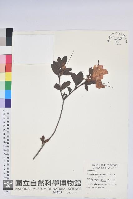 金毛杜鵑藏品圖，第1張