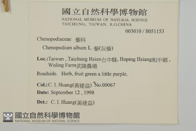 藜、灰藜藏品圖，第2張