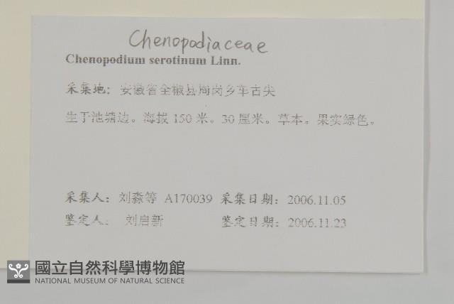 小葉藜藏品圖，第2張