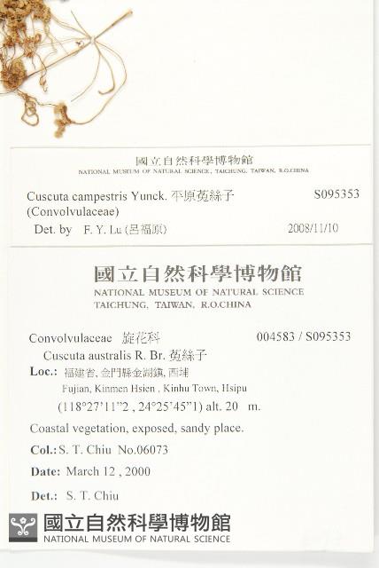 平原菟絲子藏品圖，第2張