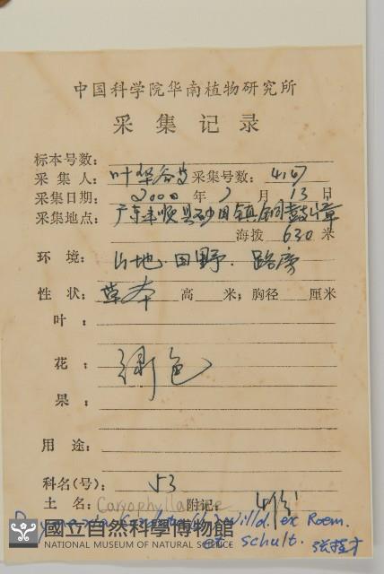 荷蓮豆藏品圖，第2張
