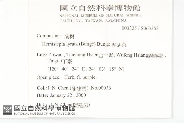 泥胡菜藏品圖，第2張