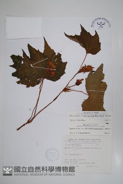 裂葉秋海棠藏品圖，第1張