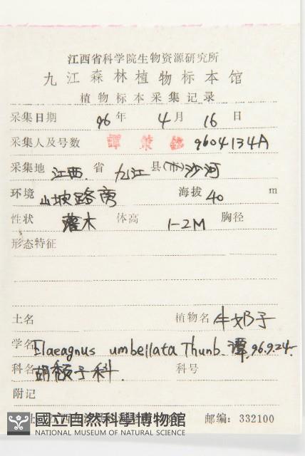 小葉胡頹子藏品圖，第2張