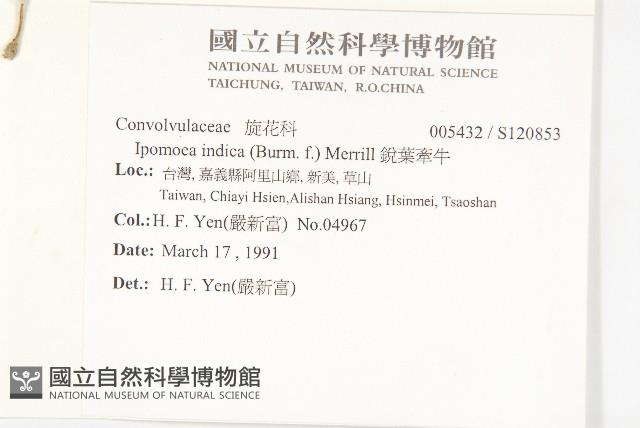 銳葉牽牛藏品圖，第2張