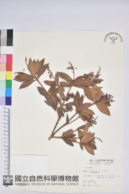 臺灣馬醉木藏品圖，第1張