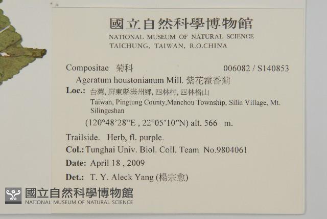 紫花霍香薊藏品圖，第2張
