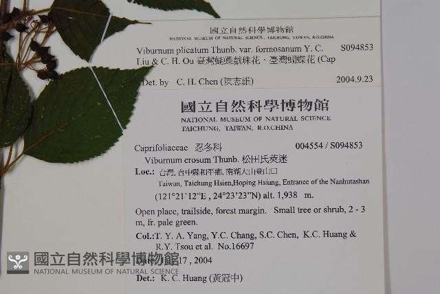 臺灣蝴蝶戲珠花、臺灣蝴蝶花藏品圖，第2張