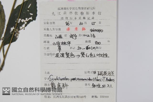 球花馬藍藏品圖，第2張