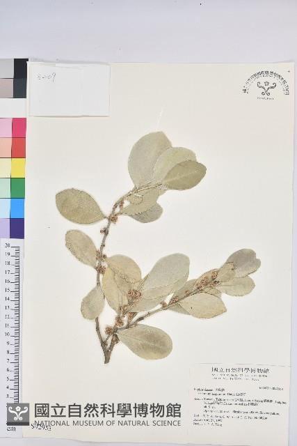 白樹仔藏品圖，第1張