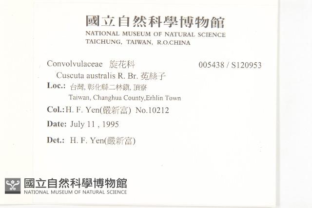 菟絲子藏品圖，第2張