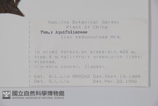 刻脈冬青藏品圖，第2張