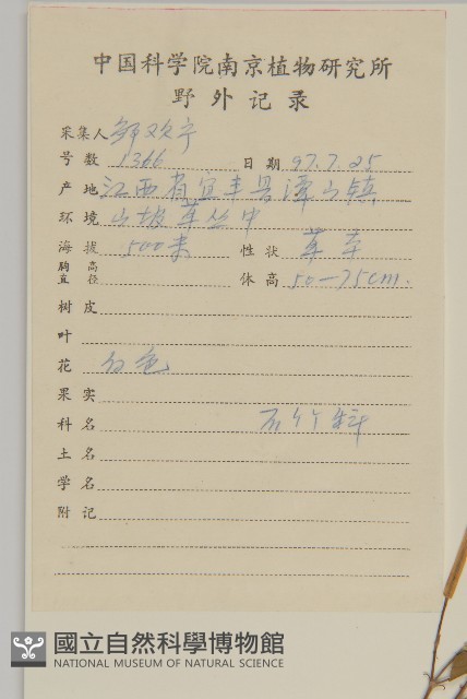 蠅子草藏品圖，第2張