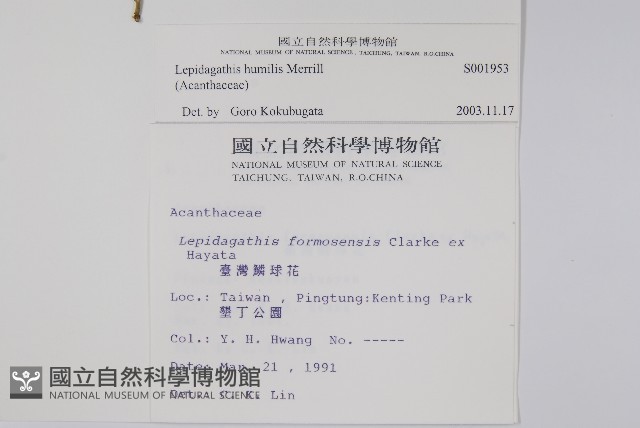 矮鱗球花藏品圖，第2張